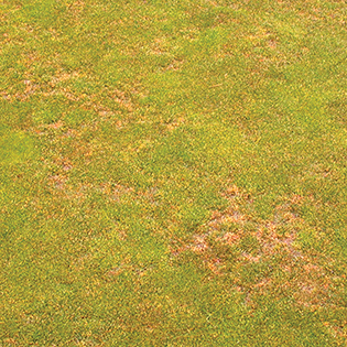 /sites/default/files/images/paragraph/lawn-maintenance-carousel/Anthracnose_Quick-View_315x315.jpg