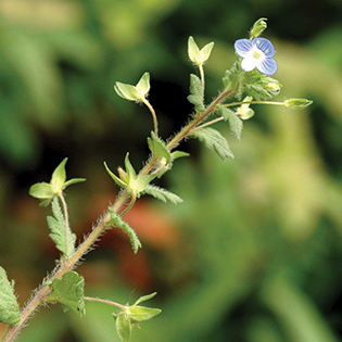 /sites/default/files/images/paragraph/lawn-maintenance-carousel/Creeping-Speedwell_Quick-View_315x315.jpg