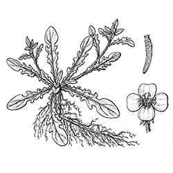 Cutleaf Evening Primrose Illustration