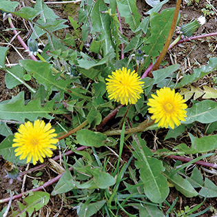 /sites/default/files/images/paragraph/lawn-maintenance-carousel/Dandelion_Quick-View_315x315_2.jpg