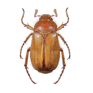 /sites/default/files/images/paragraph/lawn-maintenance-carousel/European-Chafer_Quick-View_315x315_0.jpg