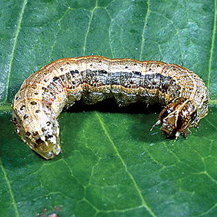 /sites/default/files/images/paragraph/lawn-maintenance-carousel/Fall-Armyworm_Quick-View_315x315_0.jpg