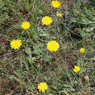 /sites/default/files/images/paragraph/lawn-maintenance-carousel/False-Dandelion_Quick-View_315x315.jpg