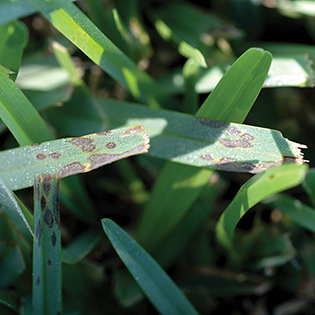 /sites/default/files/images/paragraph/lawn-maintenance-carousel/Gray-Leaf-Spot_Quick-View_315x315_1.jpg