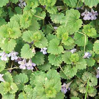 /sites/default/files/images/paragraph/lawn-maintenance-carousel/Ground-Ivy_Quick-View_315x315_8.jpg