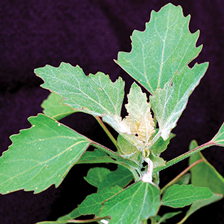 /sites/default/files/images/paragraph/lawn-maintenance-carousel/Lambsquarters_Quick-View_315x315.jpg