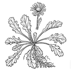 Oxeye Daisy Illustration