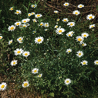 /sites/default/files/images/paragraph/lawn-maintenance-carousel/Oxeye-Daisy_Quick-View_315x315.jpg