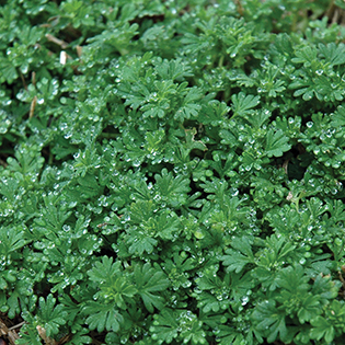 /sites/default/files/images/paragraph/lawn-maintenance-carousel/Parsley-Piert_Quick-View_315x315.jpg