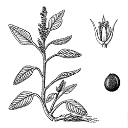 Pigweed Illustration