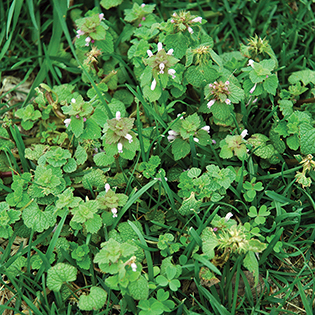 /sites/default/files/images/paragraph/lawn-maintenance-carousel/Purple-Deadnettle_Quick-View_315x315.jpg