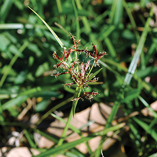 /sites/default/files/images/paragraph/lawn-maintenance-carousel/Purple-Nutsedge_Quick-View_315x315.jpg