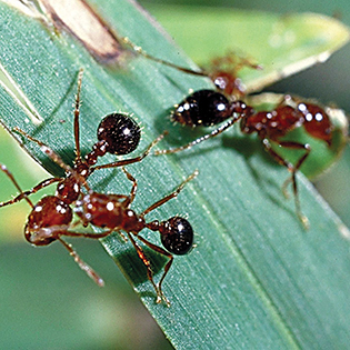 /sites/default/files/images/paragraph/lawn-maintenance-carousel/Red-Imported-Fire-Ant_Quick-View_315x315.jpg