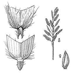 Saltgrass Illustration