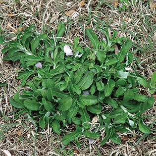 /sites/default/files/images/paragraph/lawn-maintenance-carousel/Shiny-Cudweed_Quick-View_315x315.jpg