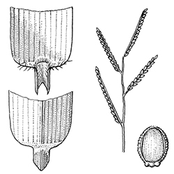 Signalgrass Illustration