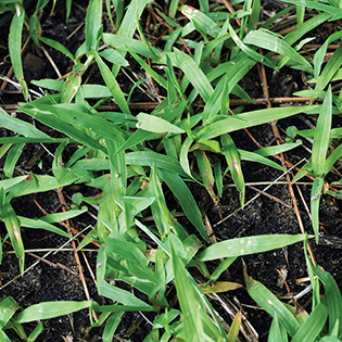 Smooth Crabgrass