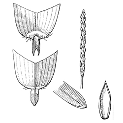 St. Augustinegrass Illustration