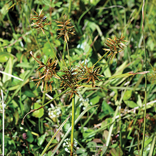 /sites/default/files/images/paragraph/lawn-maintenance-carousel/Texas-Sedge_Quick-View_315x315.jpg