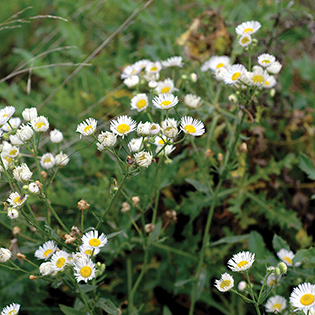 /sites/default/files/images/paragraph/lawn-maintenance-carousel/White-Heath-Aster_Quick-View_315x315.jpg