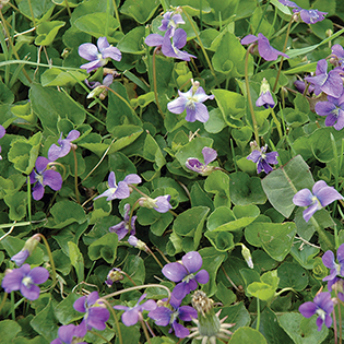 /sites/default/files/images/paragraph/lawn-maintenance-carousel/Wild-Violet_Quick-View_315x315_2.jpg