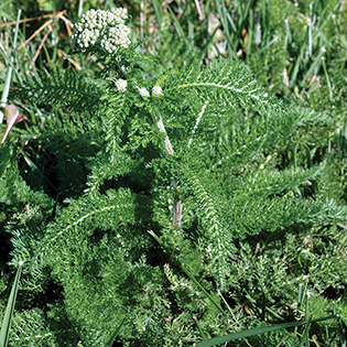 /sites/default/files/images/paragraph/lawn-maintenance-carousel/Yarrow_Quick-View_315x315.jpg