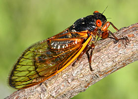 /sites/default/files/images/paragraph/lawn-maintenance-carousel/cicada.jpg